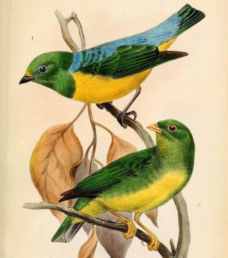 黄领绿雀 黄领绿雀的图片