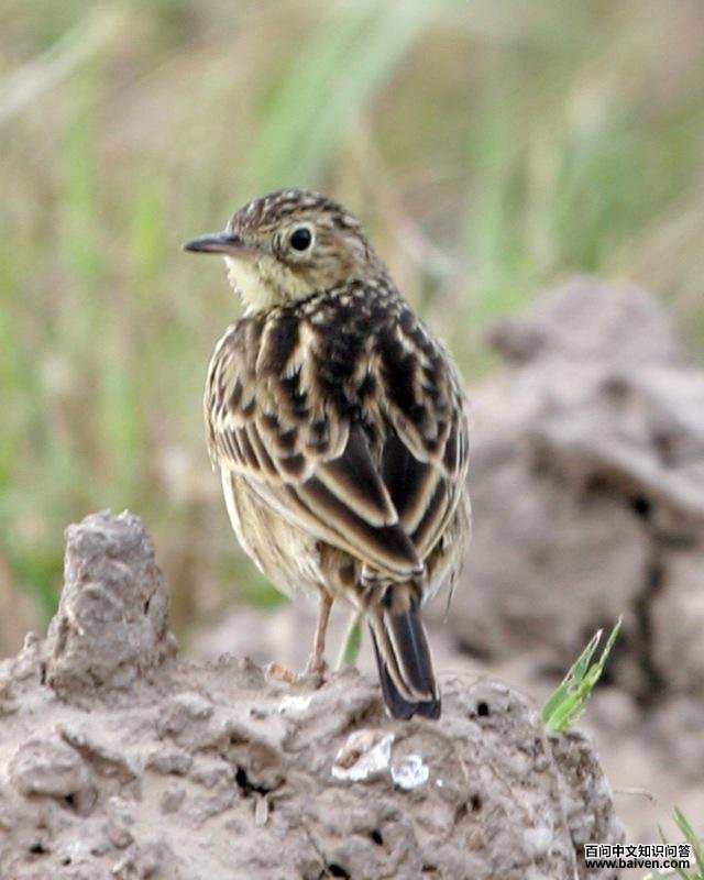 黄鹨 黄鹨的图片