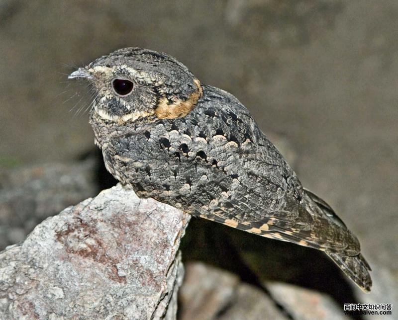 黄领夜鹰 黄领夜鹰的图片