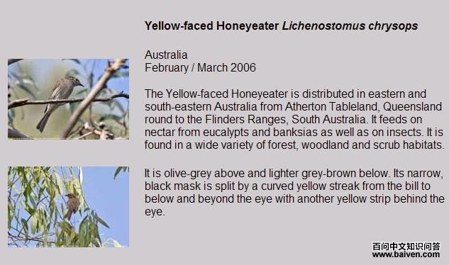 黄脸择蜜鸟 黄脸择蜜鸟的图片