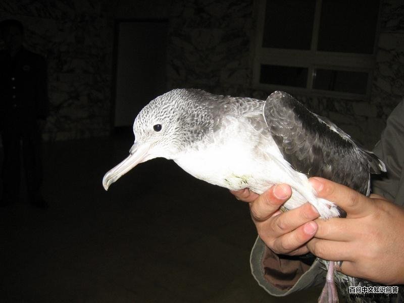 ������Ա�����İ׶���