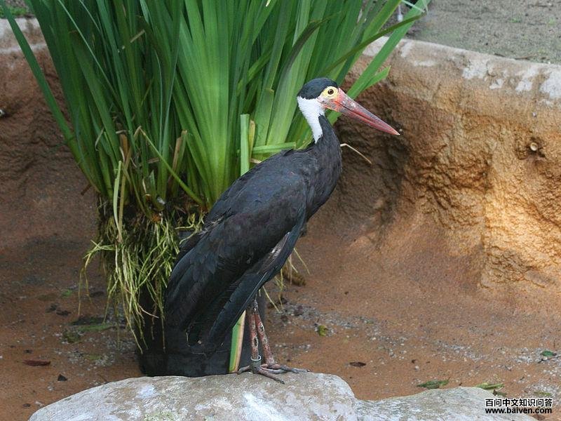 黄脸鹳 黄脸鹳的图片
