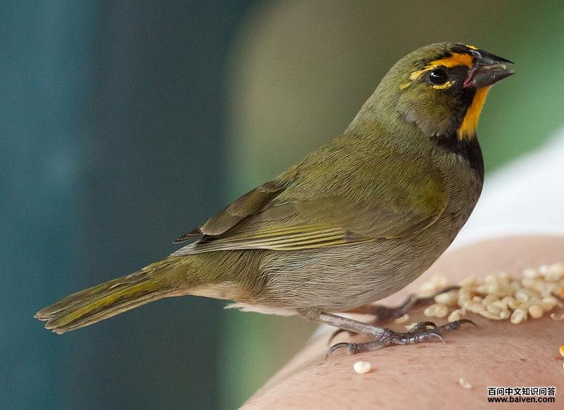 ������ȸ��ͼƬ