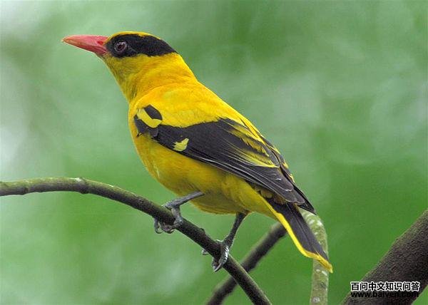 黄鹂属 黄鹂属的图片