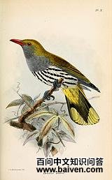 ���ɱ����