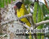 ���Ǻ�ͷ���