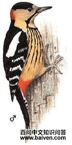 黄颈啄木鸟 黄颈啄木鸟的图片