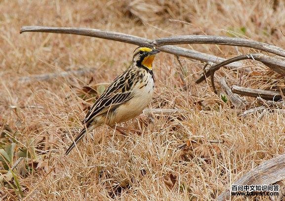 �ƾ���צ�n�_��ͼƬ