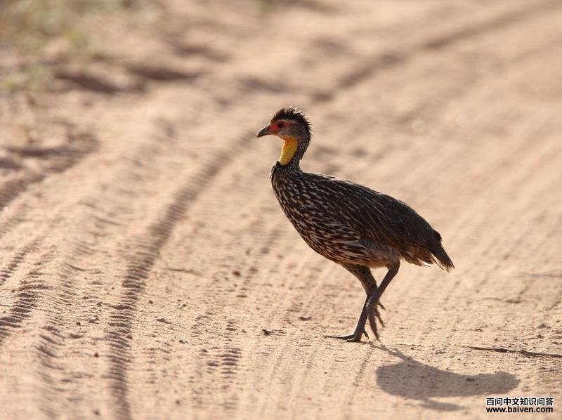 �ƾ�����ͼƬ