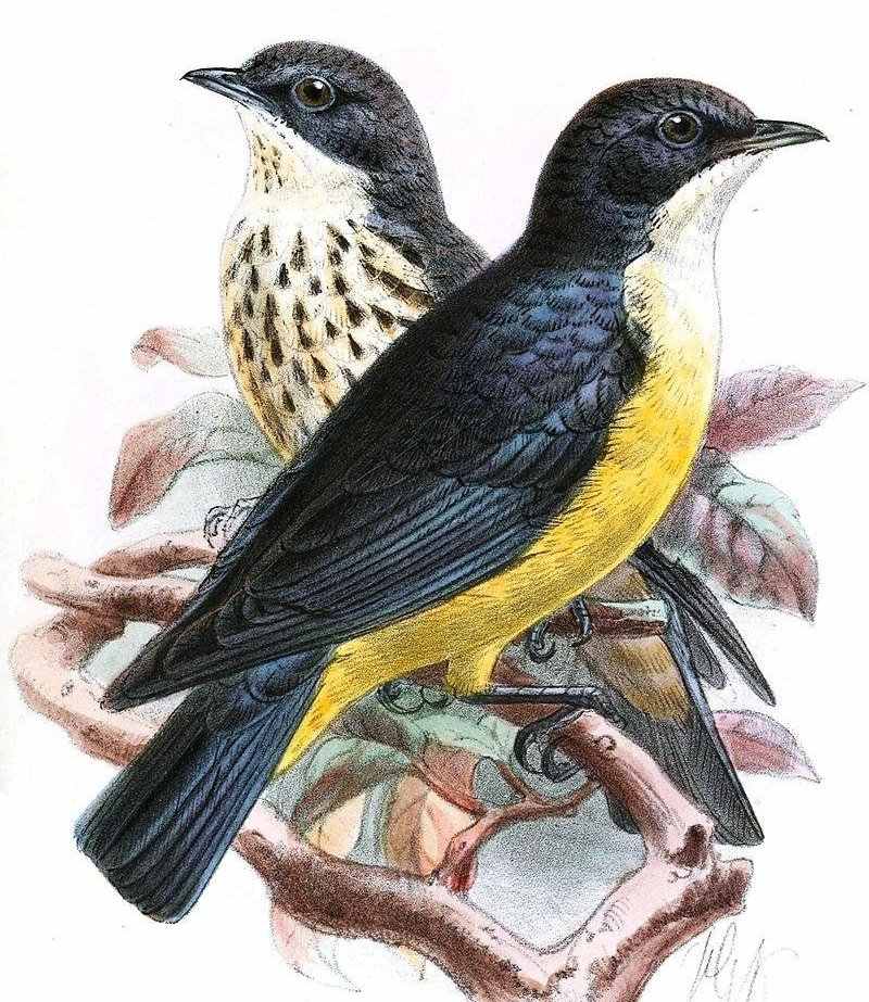 黄腹紫椋鸟 黄腹紫椋鸟的图片