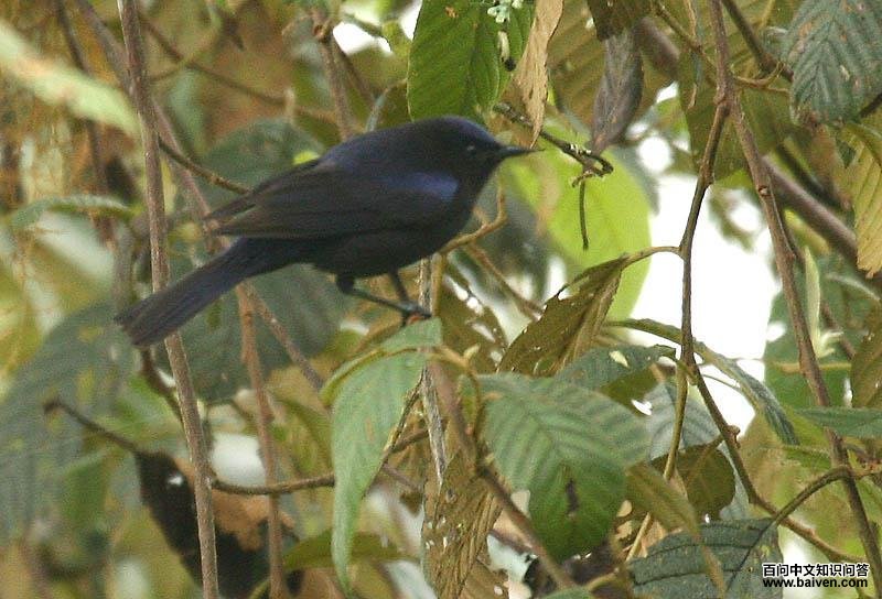 �׶�׶��ȸ��ͼƬ