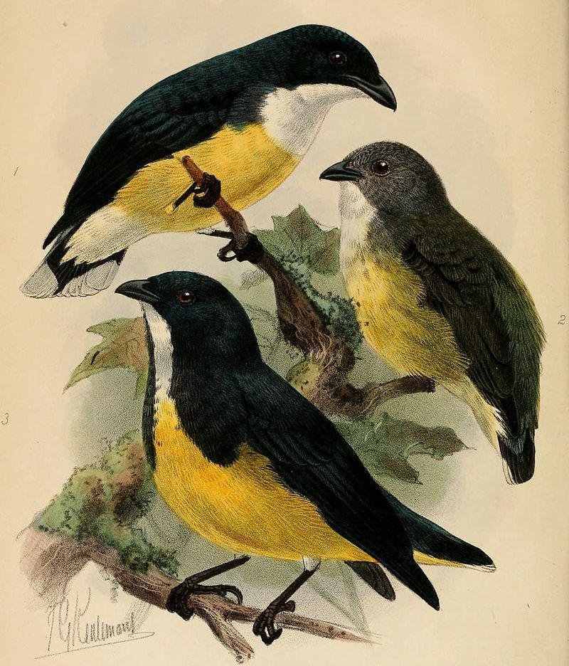 黄腹啄花鸟 黄腹啄花鸟的图片