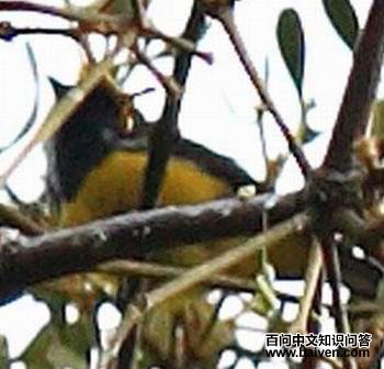 �Ƹ��Ļ���