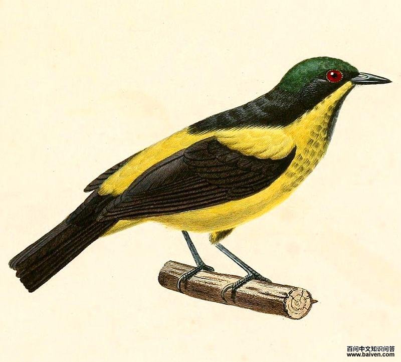 黄腹锥嘴雀 黄腹锥嘴雀的图片