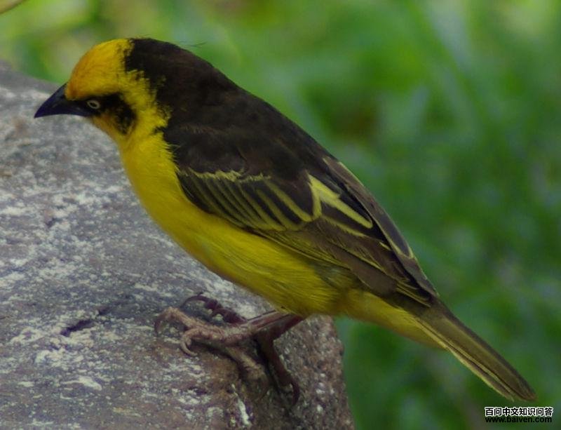黄腹织雀 黄腹织雀的图片