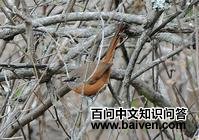 黄腹针尾雀 黄腹针尾雀的图片