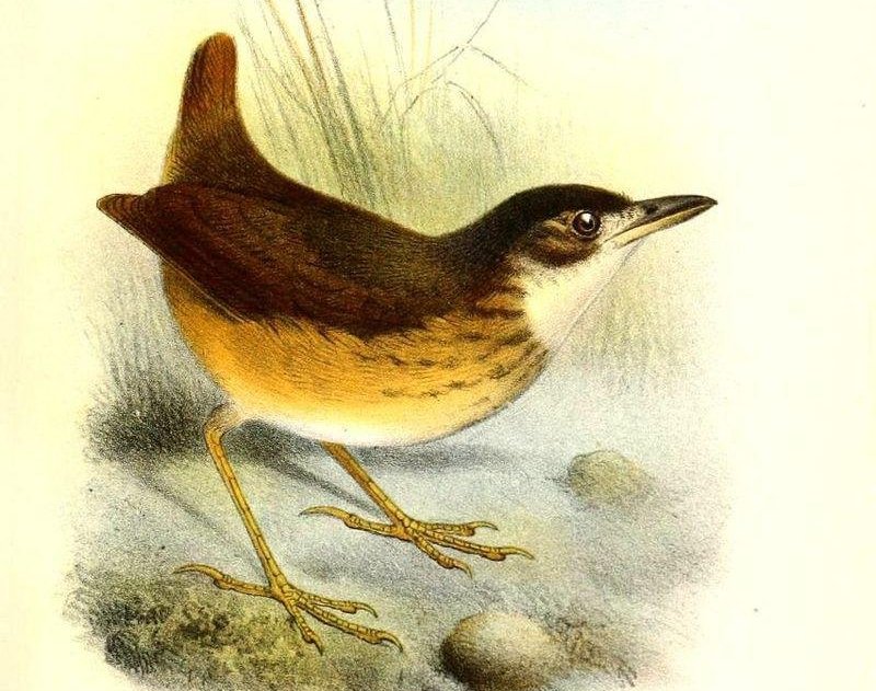 �Ƹ�����ͼƬ