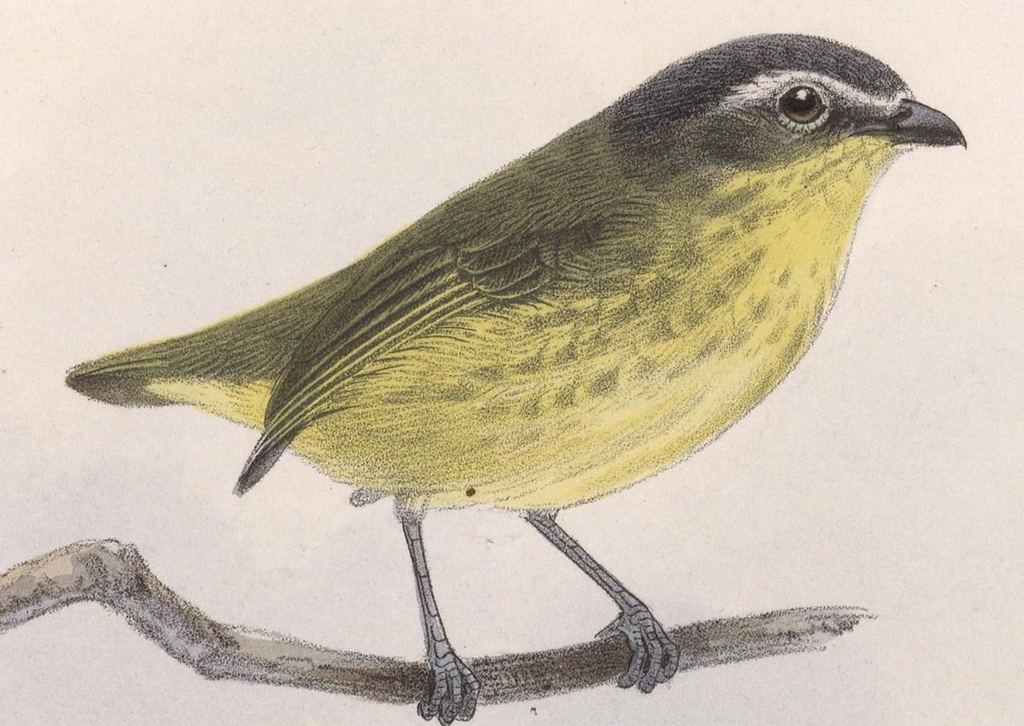 黄腹小霸鹟 黄腹小霸鹟的图片