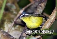 �Ƹ�С���l