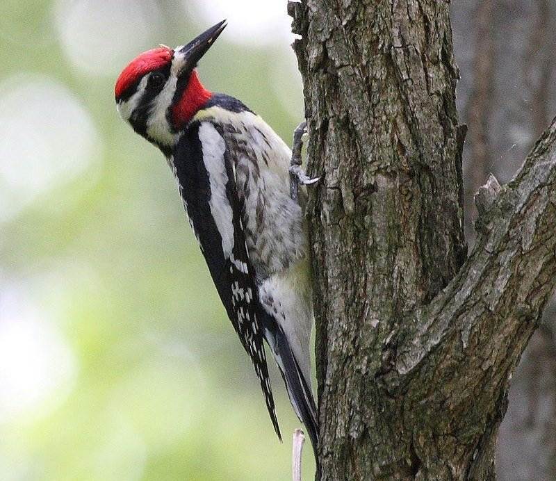 黄腹吸汁啄木鸟 黄腹吸汁啄木鸟的图片