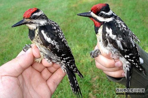 �Ƹ���֭��ľ�����Ϊ�����ұ�Ϊ����