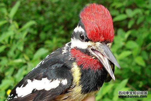 �Ƹ���֭��ľ������