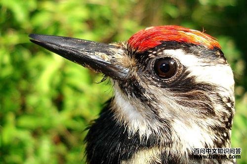 �Ƹ���֭��ľ�񣬴���