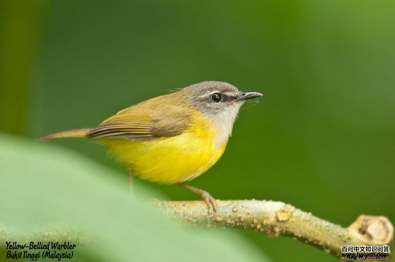 黄腹鹟莺 黄腹鹟莺的图片