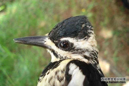 �Ƹ���֭��ľ�񣬲�������������Ĵ���