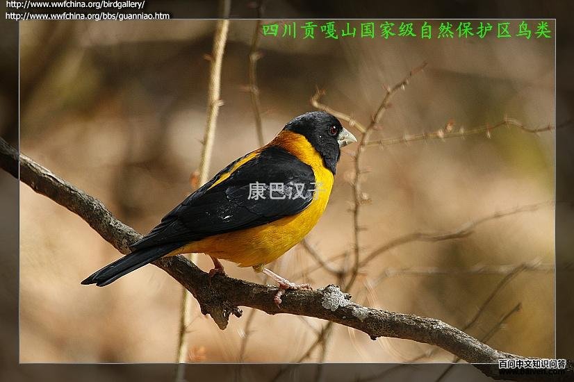 黄颈拟蜡嘴雀 黄颈拟蜡嘴雀的图片