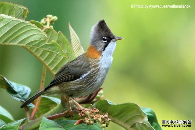 �ƾ����̵�ͼƬ