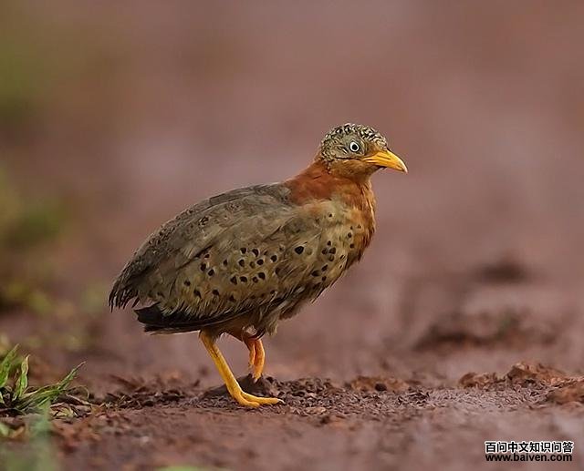 �ƽ���ֺ�ȵ�ͼƬ