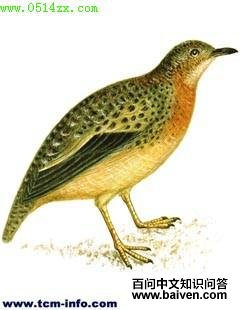 �ƽ���ֺ��