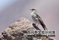 �׶�ذ��l��ͼƬ