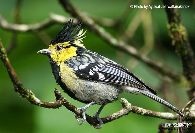 黄颊山雀 黄颊山雀的图片