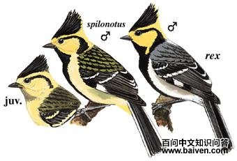 �Ƽ�ɽȸ����̬����ͼ