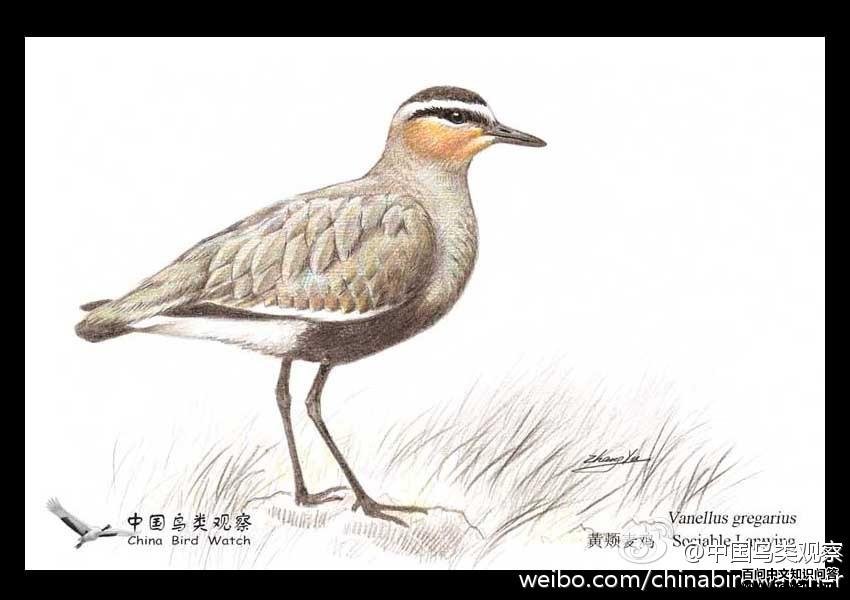 �Ƽ��󼦣���̬����ͼ����褻棩