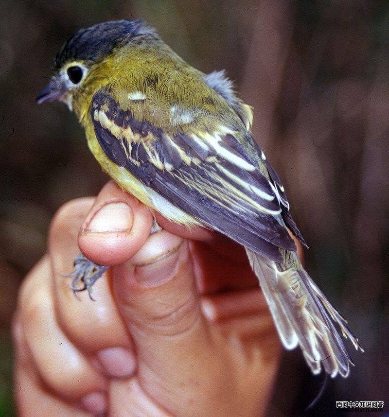 �Ƽպ�����l��ͼƬ