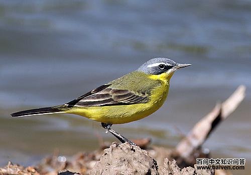 ���n�_��ͼƬ