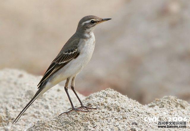 ���n�_�ǳ���first winter���������