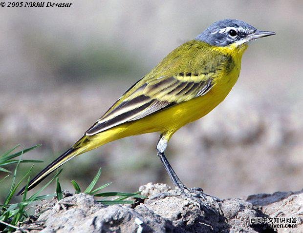 ���n�_�����������֣�����