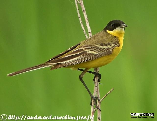 ���n�_��ɽ���֣�����