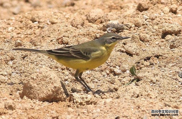 ���n�_��������֣�����