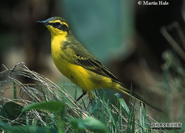 ���n�_̨�����֣�����