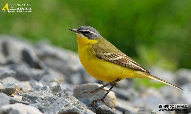 ���n�_����˹�����֣�����