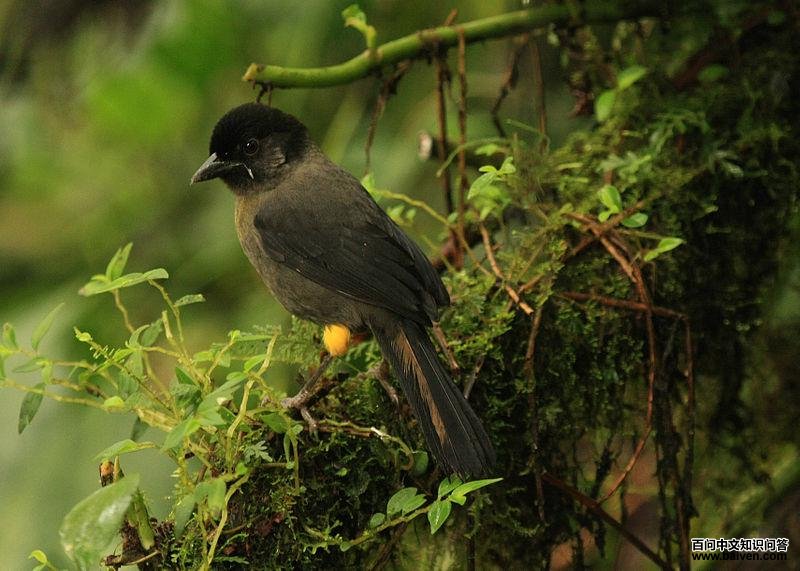 ������ȸ��ͼƬ