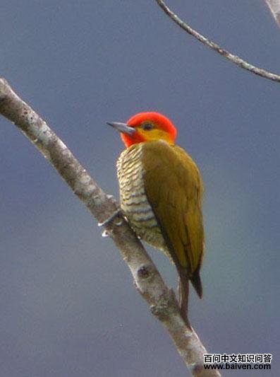 �ƺ���ľ���ͼƬ