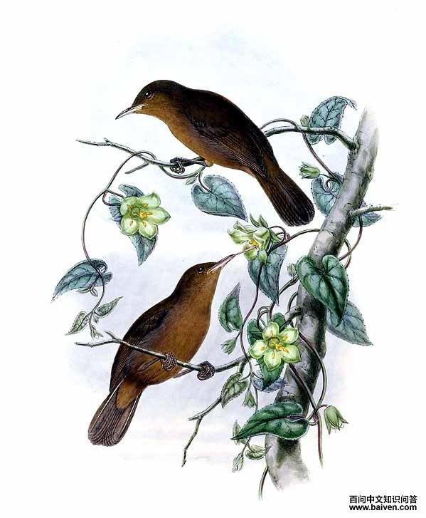 �ƺ�ֱ���������ͼƬ