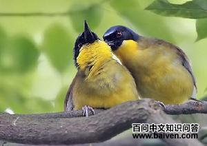 �ƺ�����