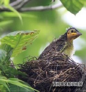 �ƺ�����